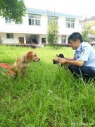 宣城民警巡逻带回三只流浪犬 期望好心人领养（图）